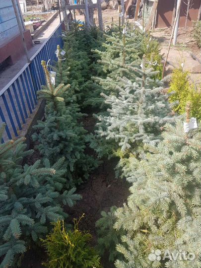 Живая ель в горшке