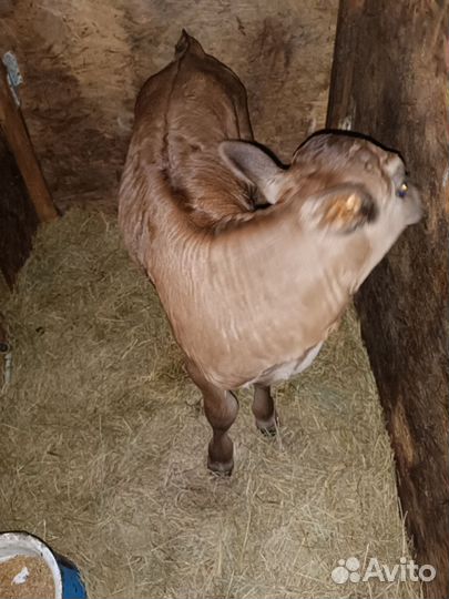 Продам бычка