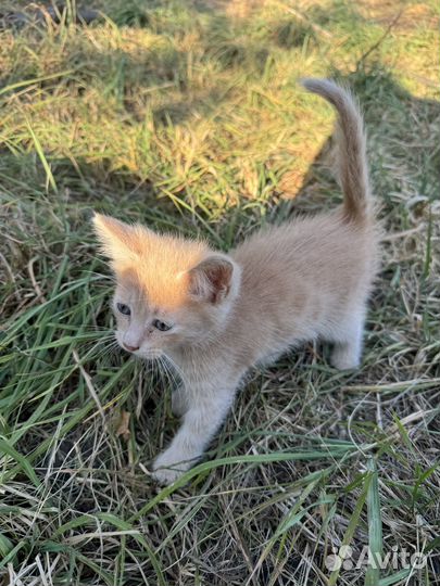 Котенок мальчик в добрые руки