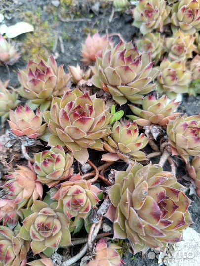 Молодило каменная роза