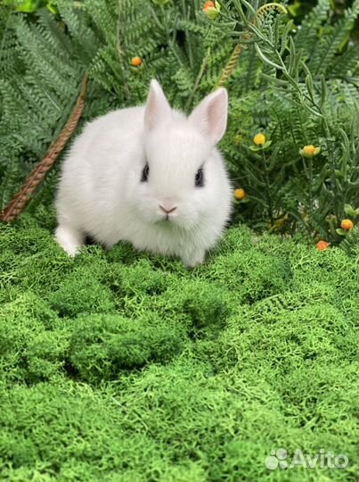 Хотот из Царского Кролика