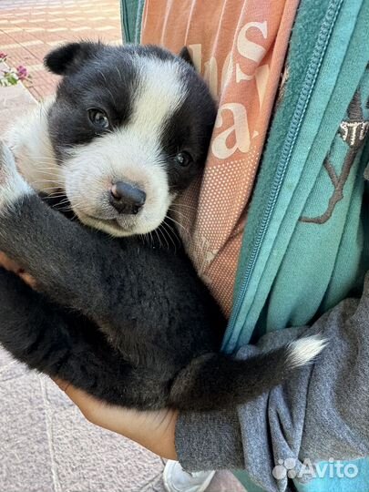 Щенки бесплатно мать хаски отец под )