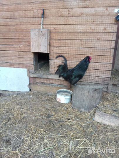 Продам Петухов