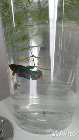 Рыбка петушок самка