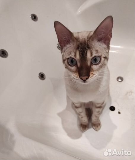 Котята Бенгальские Линкс