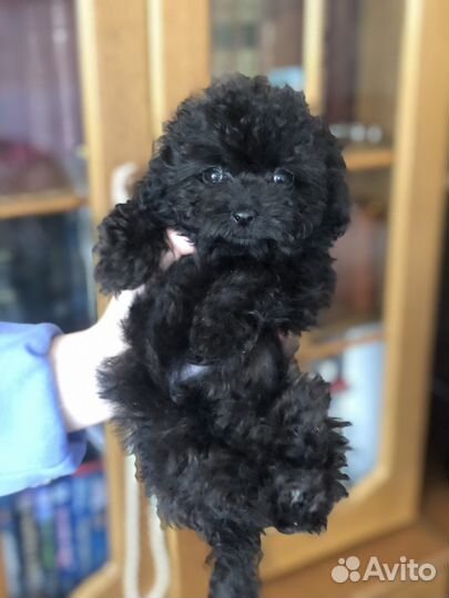 Тикап мальтипу f1 мини