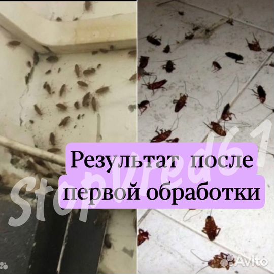 Уничтожение тараканов,клопов,блох,клещей,мышей