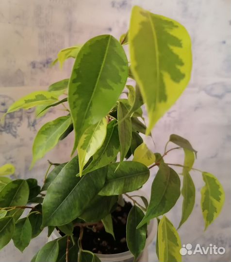 Фикус регидан