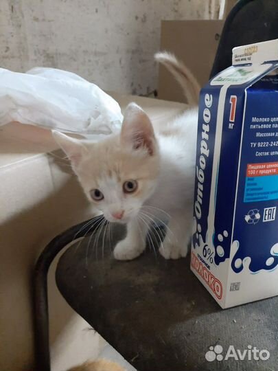 Мальчик 2 месяца