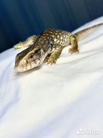 Рептилии (капычи)