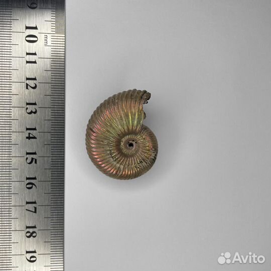 Аммонит Vertumniceras 0305