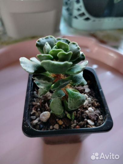 Суккуленты