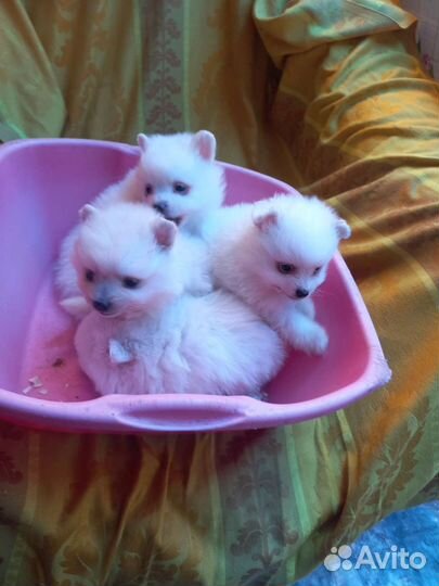 Щенки шпица