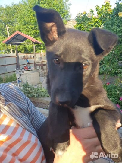 Отдам в добрые руки 2х месячного щенка-девочку