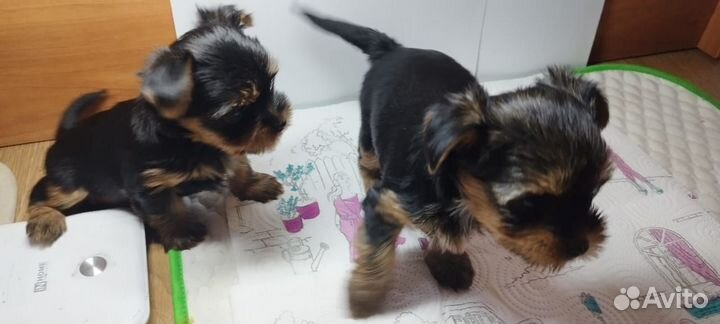 Йоркширский терьер