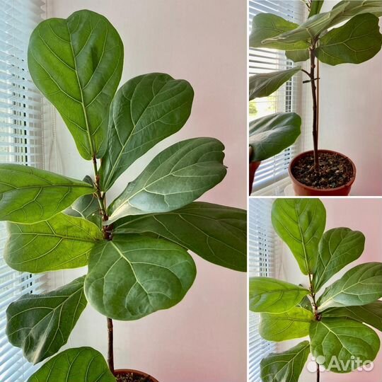 Фикус лирата колумнарис и эластика
