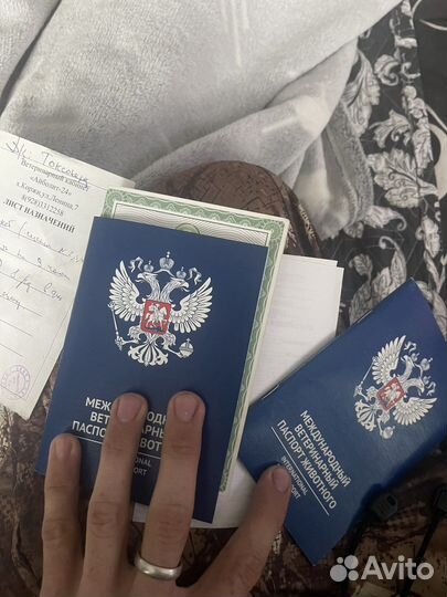 Сибирский хаски