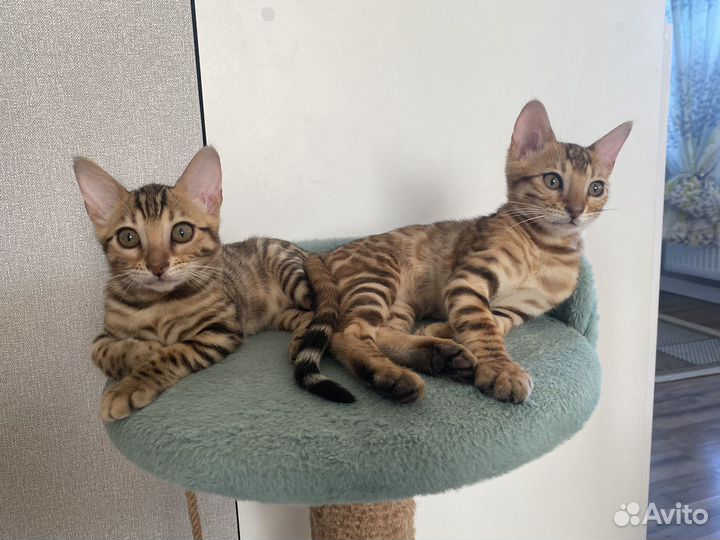 Бенгальская