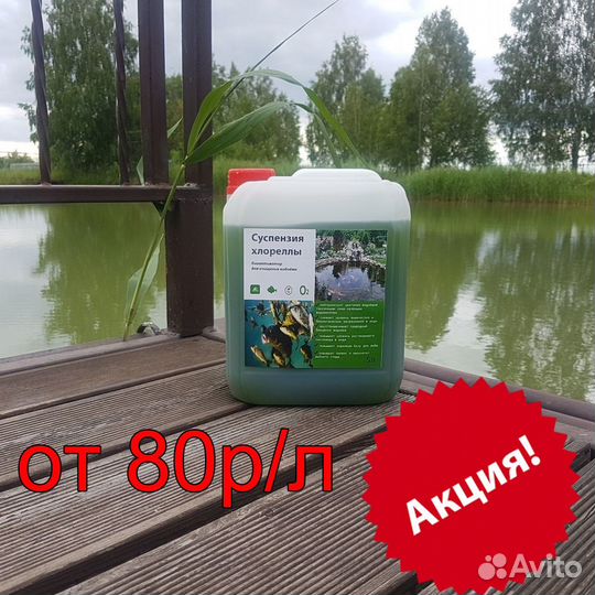 Хлорелла суспензия очищает пруд