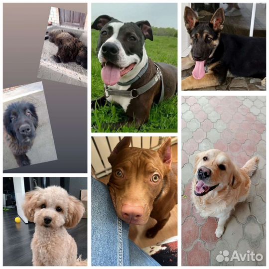 Кинолог зоопсихолог выезд на дом