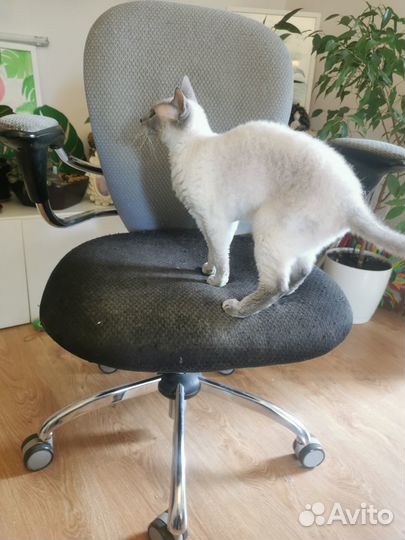 Компьютерный стул бу