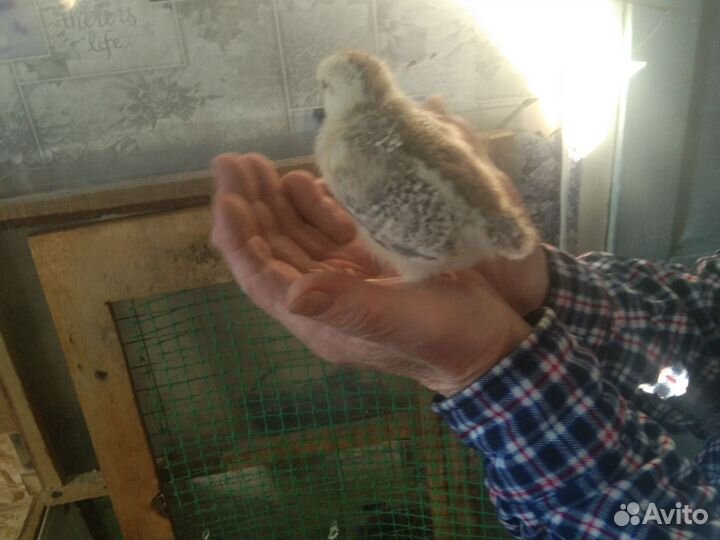 Цыпок помесных