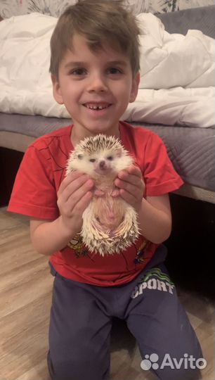 Ежики малыши