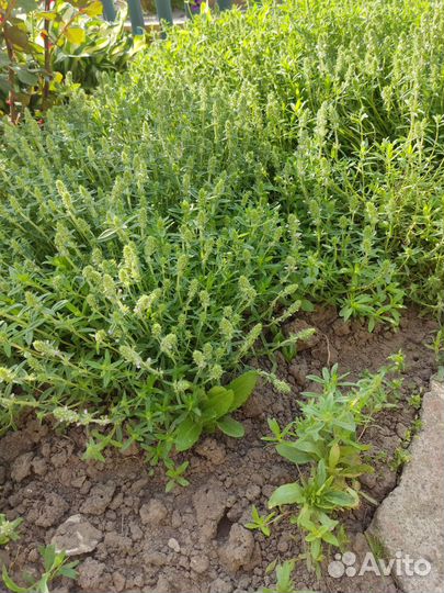 Тимьян чабрец рассада