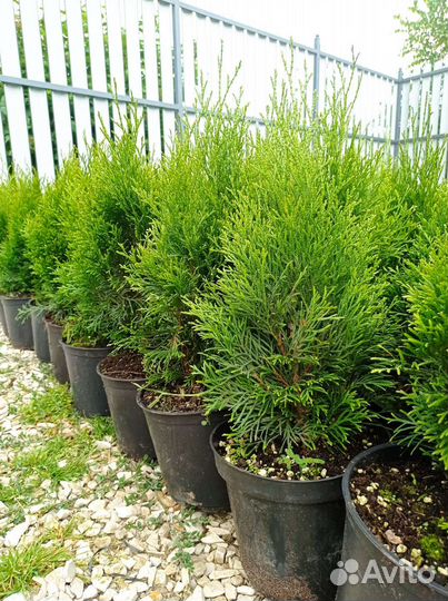 Туя Смарагд