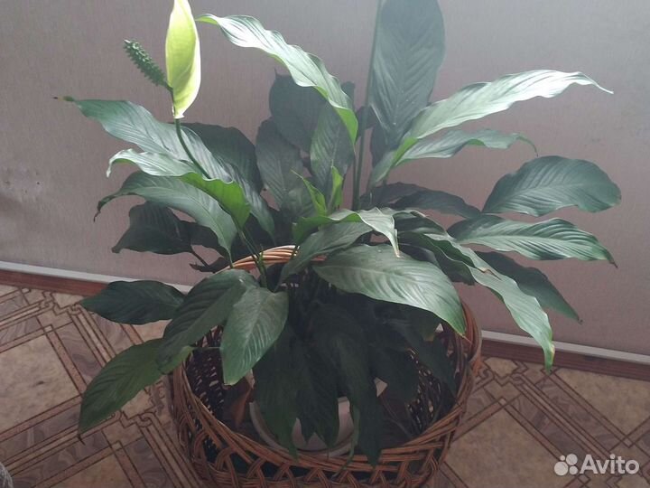 Комнатные цветы