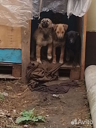 Щенок ищет дом