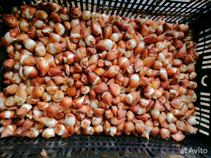 Луковицы тюльпанов