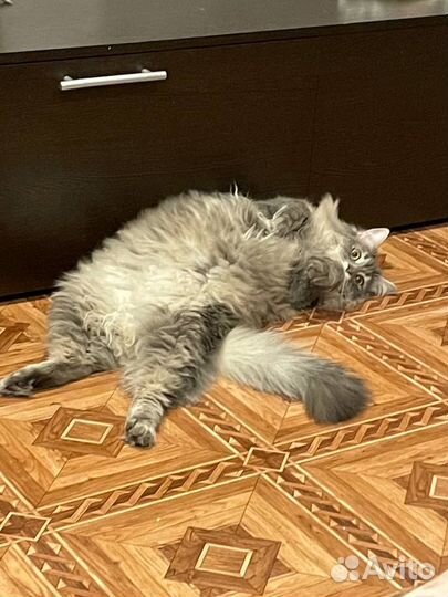 Отдам кота в добрые руки