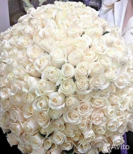 Розы гиганты 140 150 160 170 180 200
