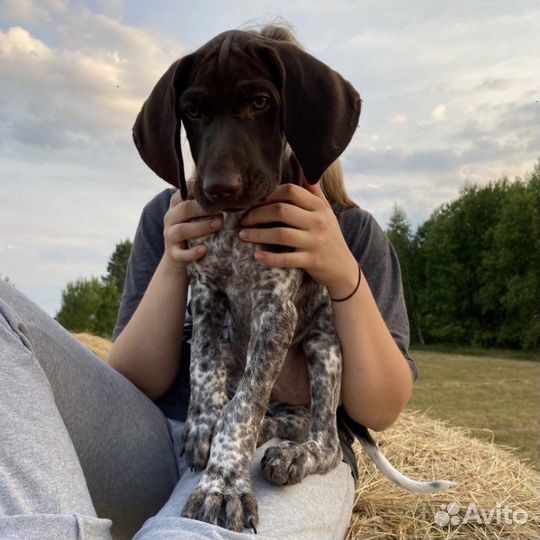 Выгульщик собак