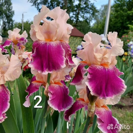Ирисы бородатые