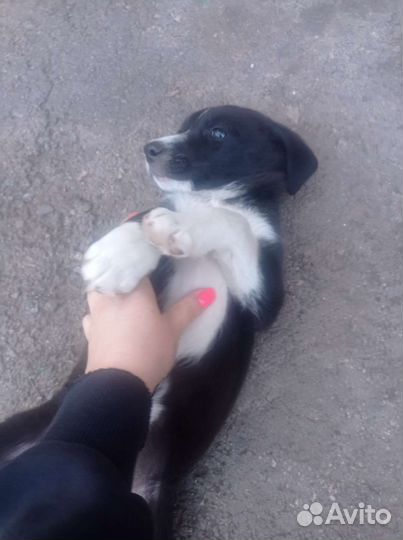 Собака в добрые руки щенок