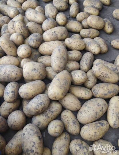 Картофель «Королева Анна»