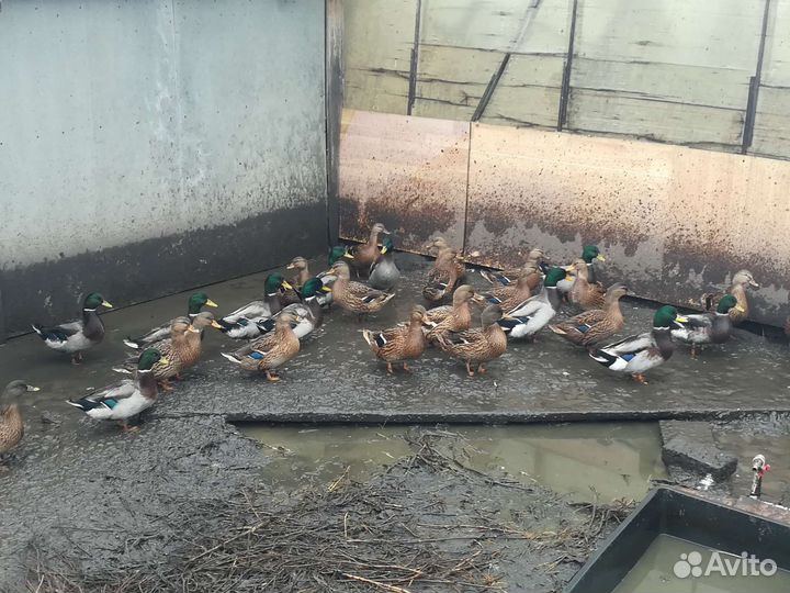 Подсадные утки