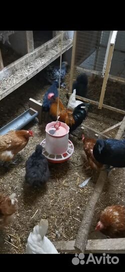 Петухи 6 месяцев