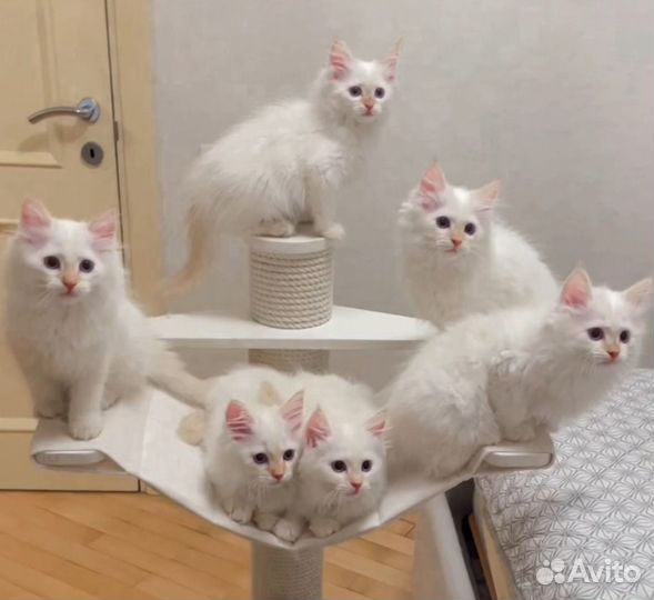 Роскошные невские маскарадные котята редпоинт