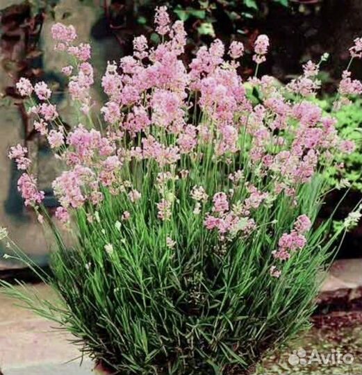 Лаванда английская узколистная