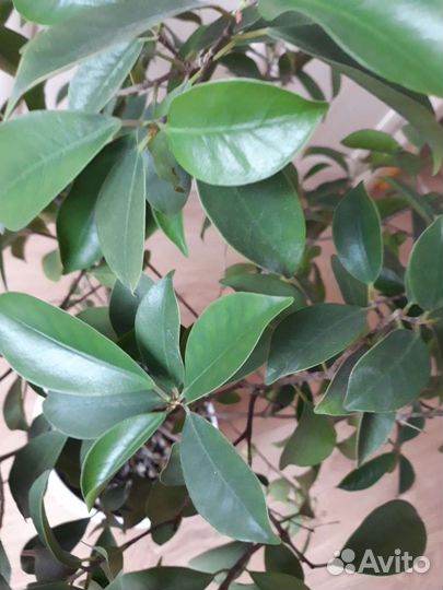 Фикус микрокарпа