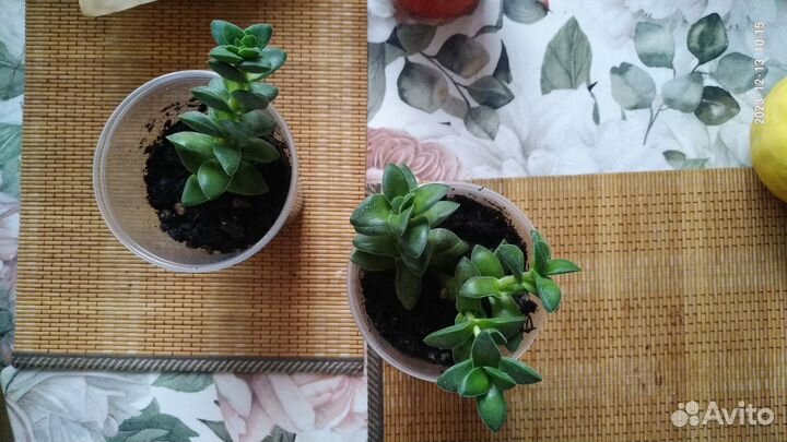 Крассула Спринг Тайм