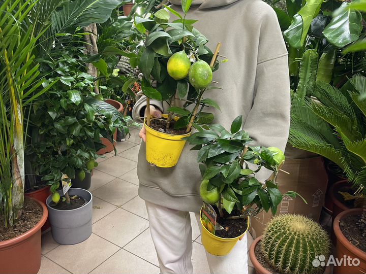 Лимонное дерево