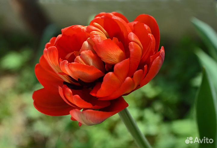 Тюльпаны пионовидные к 8 марта оптом