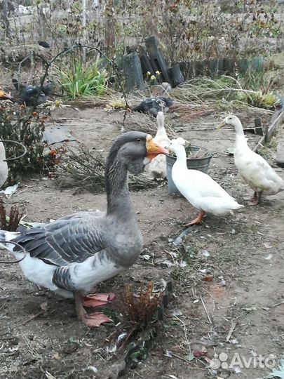 Гусята, утята, разные породы, инкубационное яйцо