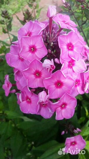 Флоксы,лилии,лилейники,астильбы и много др