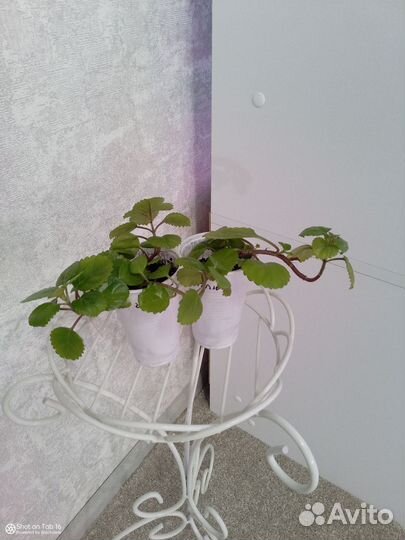 Плектрантус или Скандинавский плющ