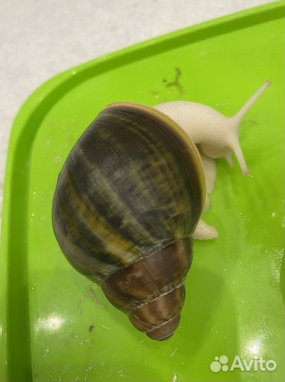 Архахатина Родостома Бенин (зелёная раковина)